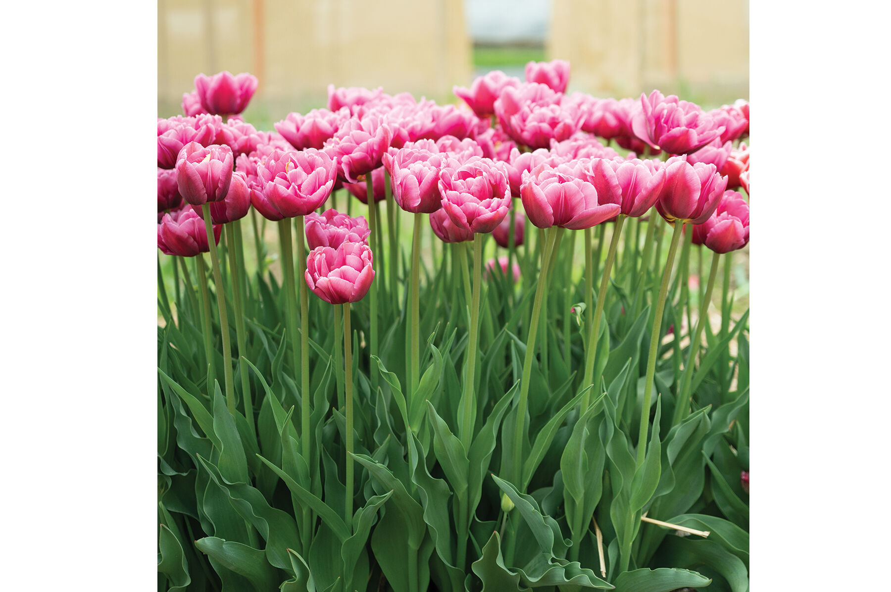 Margarita Tulips
