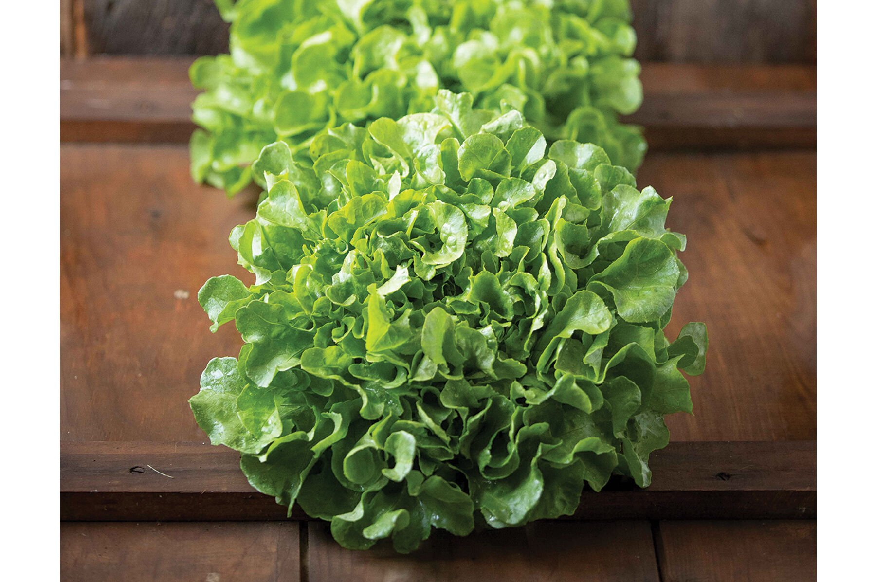 Bauer Oakleaf Lettuce