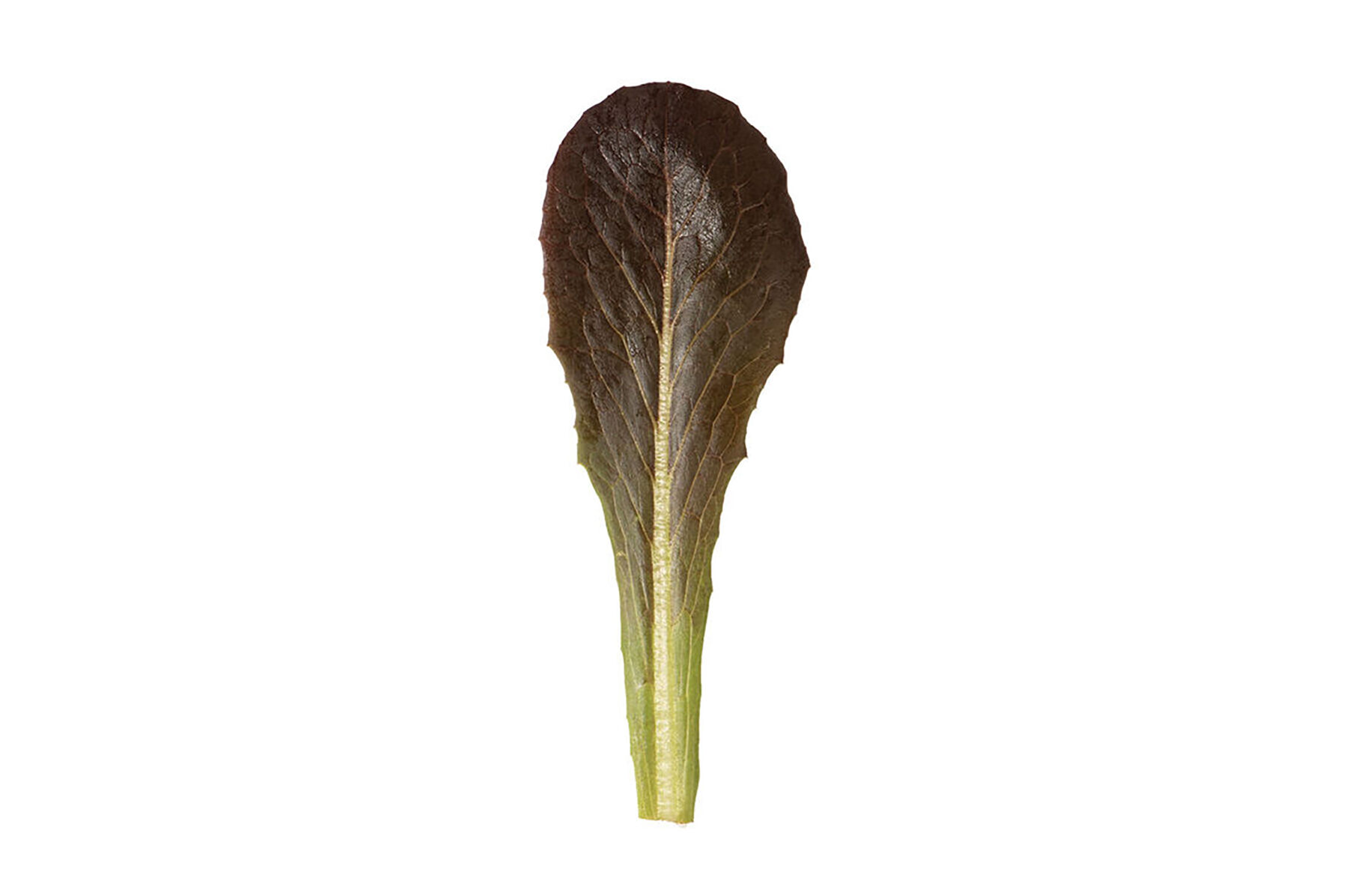 Powerhouse Romaine Lettuce (Cos)