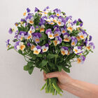 Penny&trade; Peach Jump-up Viola (Pansy)