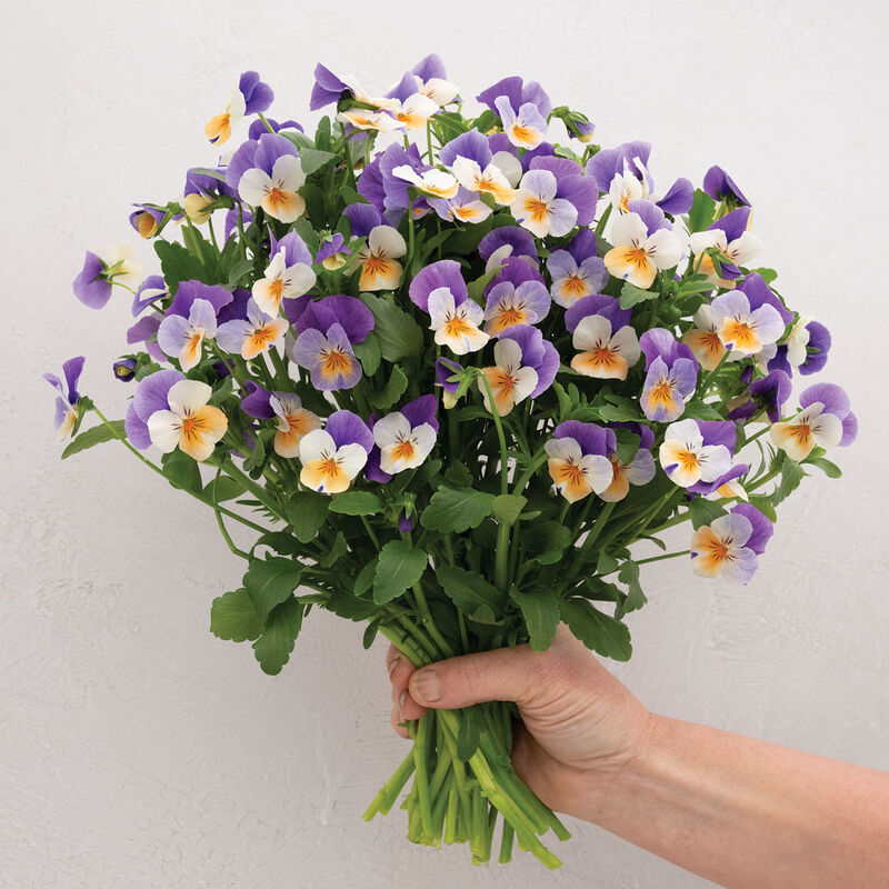 Penny&trade; Peach Jump-up Viola (Pansy)