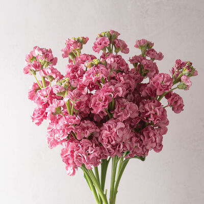 StoX&reg; Rose Pink Stock