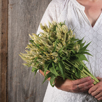 Celway&trade; White Celosia