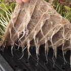 Terrafibre Hemp Grow Mats, 10" x 20" &ndash; 10 Count Microgreens Supplies