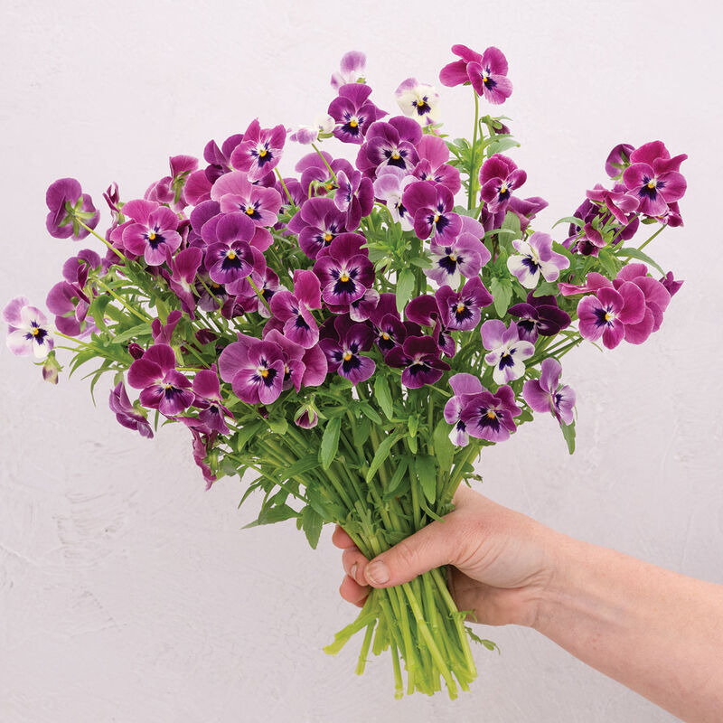 Sorbet&reg; XP Raspberry Viola (Pansy)