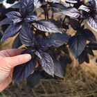 Prospera&reg; Red DMR Purple Basil