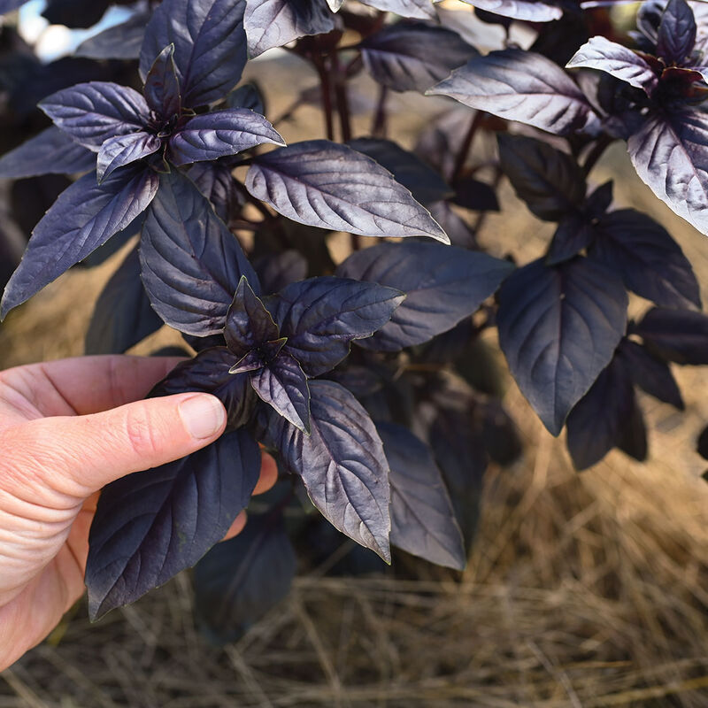 Prospera&reg; Red DMR Purple Basil