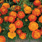 Bonanza&trade; Harmony French Marigolds