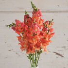 Chantilly&trade; Bronze Snapdragon