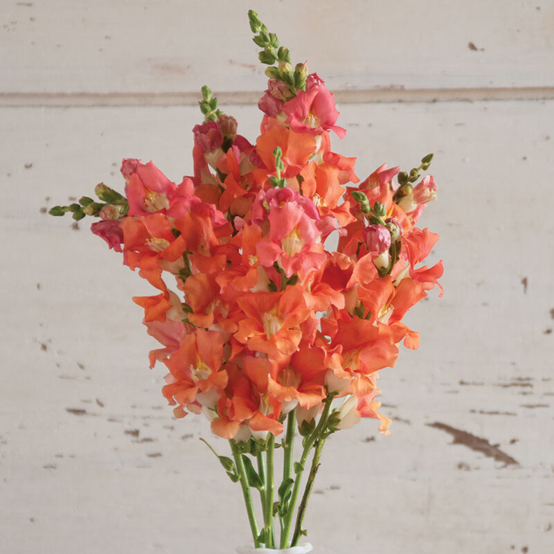 Chantilly&trade; Bronze Snapdragon
