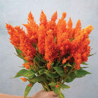 Sunday&trade; Bright Orange Sunday&trade; Series