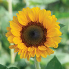 Vincent&reg;s Choice DMR Tall Sunflowers