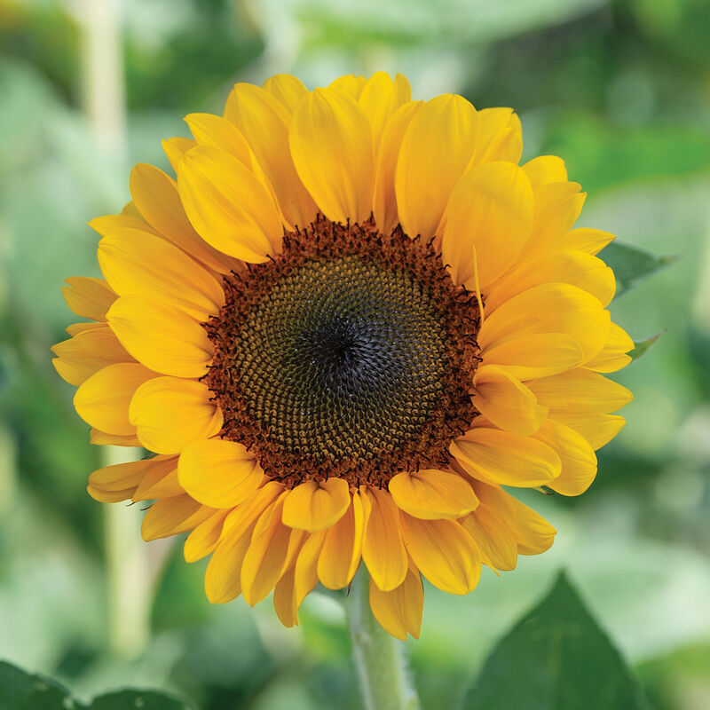 Vincent&reg;s Choice DMR Tall Sunflowers