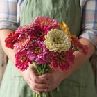 State Fair Mix Zinnia Mixes