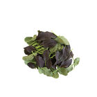 Red Kingdom Asian Greens