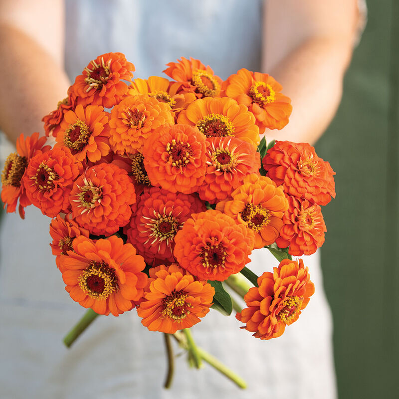 Queeny Pure Orange Queeny Series