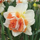 My Story&reg; Narcissus (Daffodil)