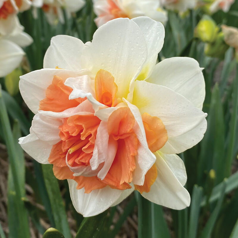 My Story&reg; Narcissus (Daffodil)