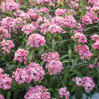 Sweet&trade; Pink Dianthus (Sweet William)