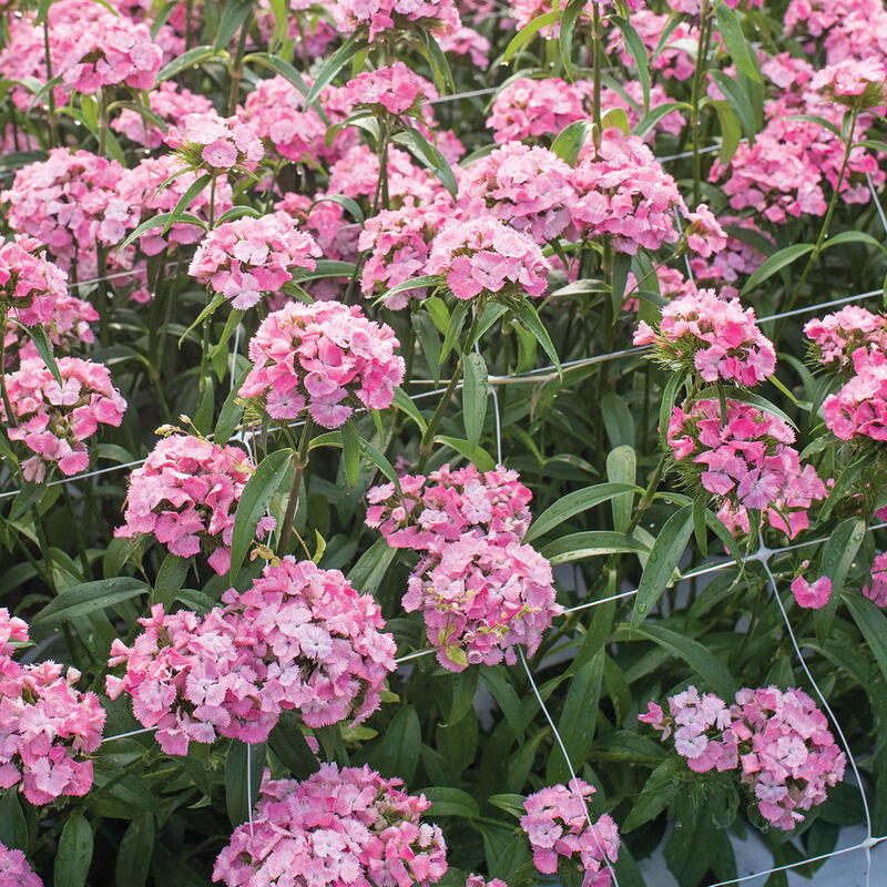 Sweet&trade; Pink Dianthus (Sweet William)