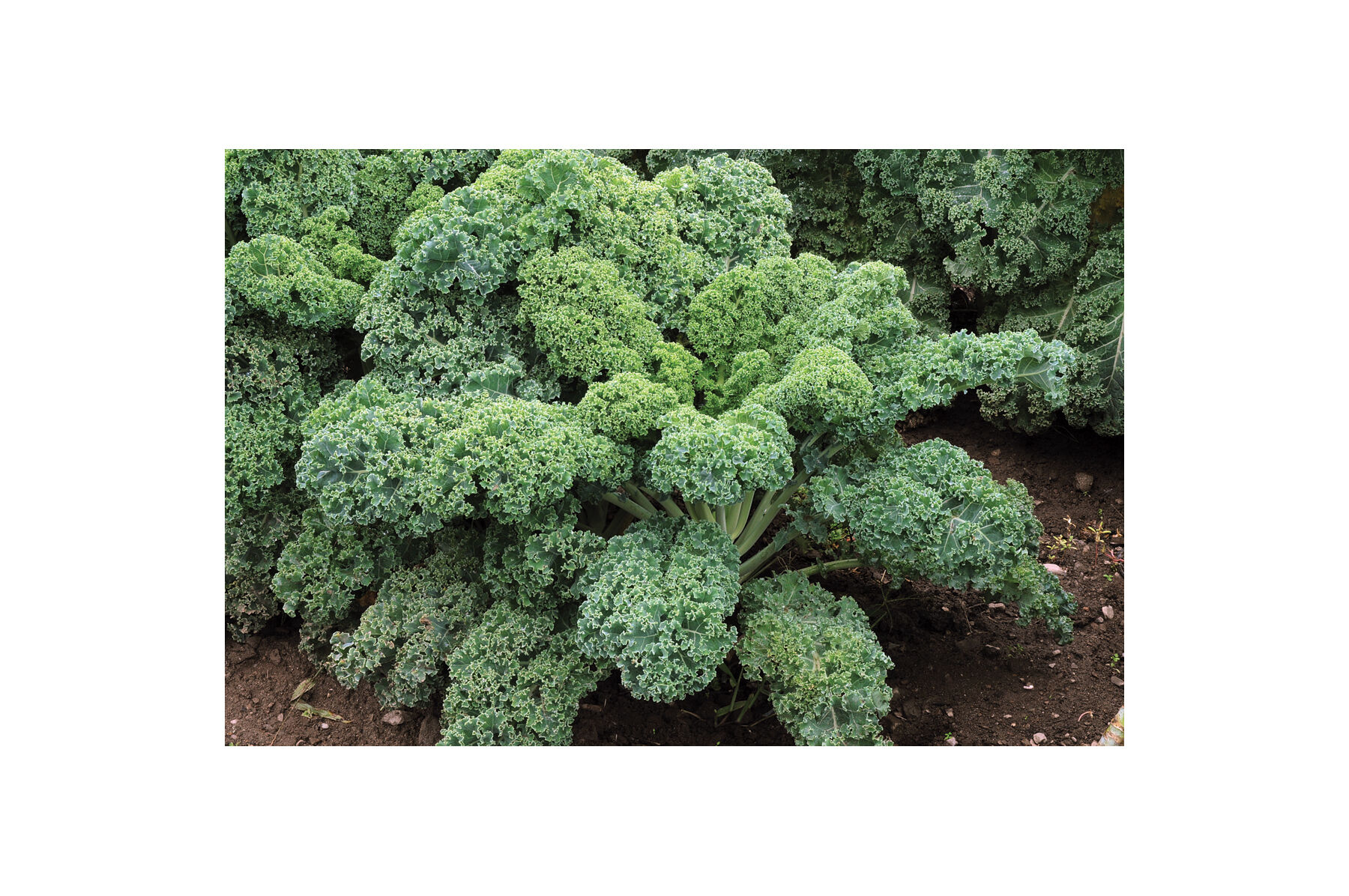 Starbor Kale