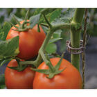 Compostable Trellis Clips &ndash; 100 Count Clips