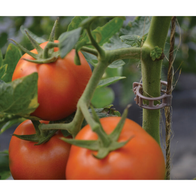 Compostable Trellis Clips &ndash; 100 Count Clips