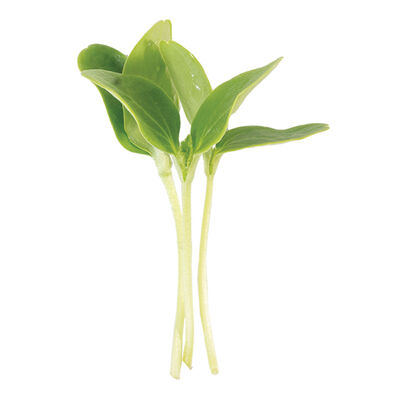 Melon Shoots