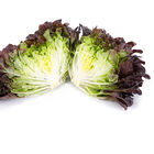 Xem Salanova&reg; &ndash; Hydroponic Red Oakleaf Salanova&reg; Lettuce