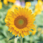 Vincent&reg;s Fresh DMR Tall Sunflowers