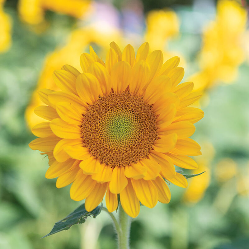 Vincent&reg;s Fresh DMR Tall Sunflowers