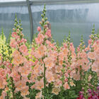 Chantilly&trade; Light Salmon Snapdragon