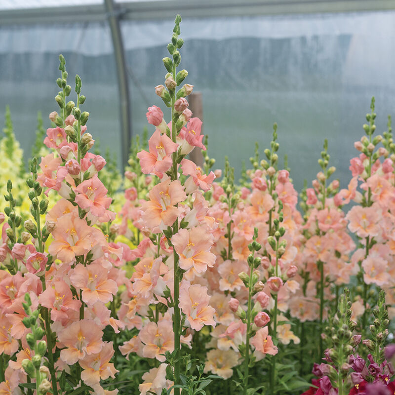 Chantilly&trade; Light Salmon Snapdragon