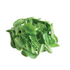 Parris Island Romaine Lettuce (Cos)