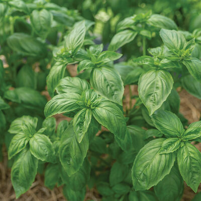 Noga Prospera&reg; Active DMR Genovese Basil