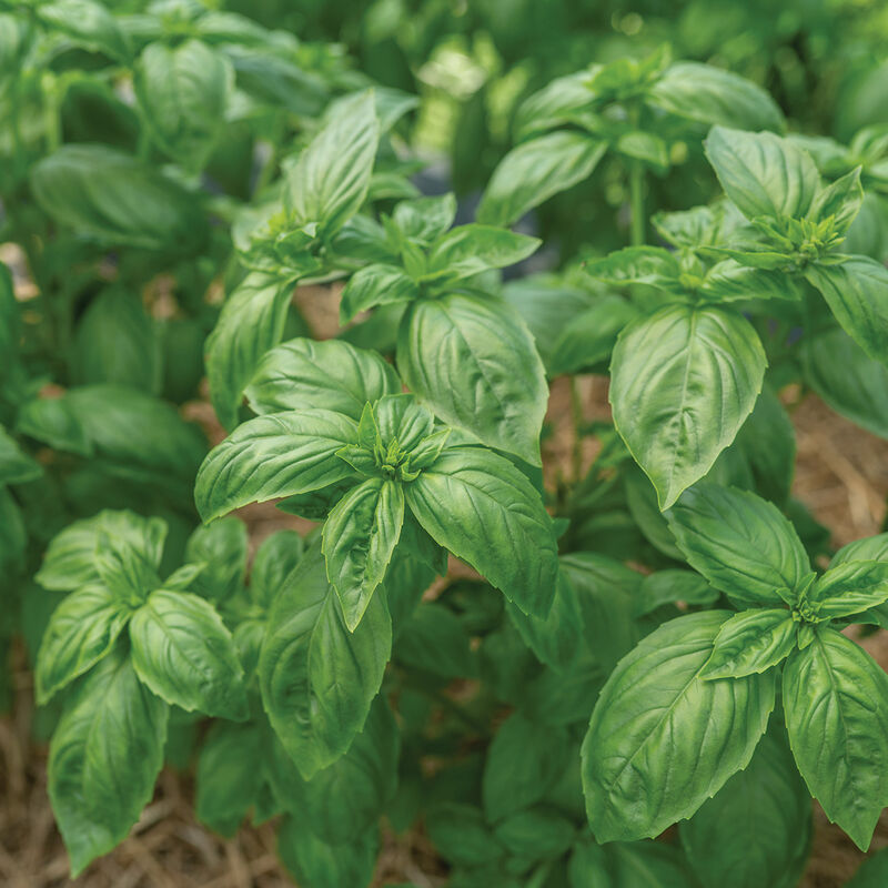 Noga Prospera&reg; Active DMR Genovese Basil