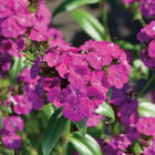 Amazon&trade; Neon Purple Dianthus (Sweet William)