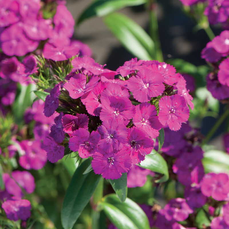 Amazon&trade; Neon Purple Dianthus (Sweet William)