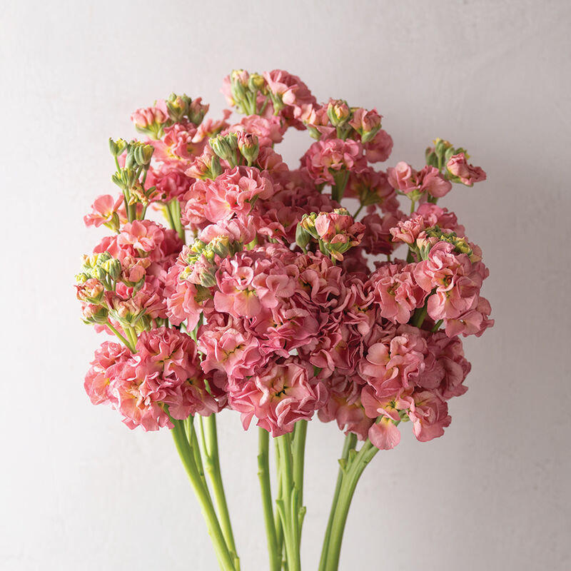 StoX&reg; Antique Rose Stock