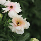 Butterfly&trade; Ariadne&reg; Ranunculus