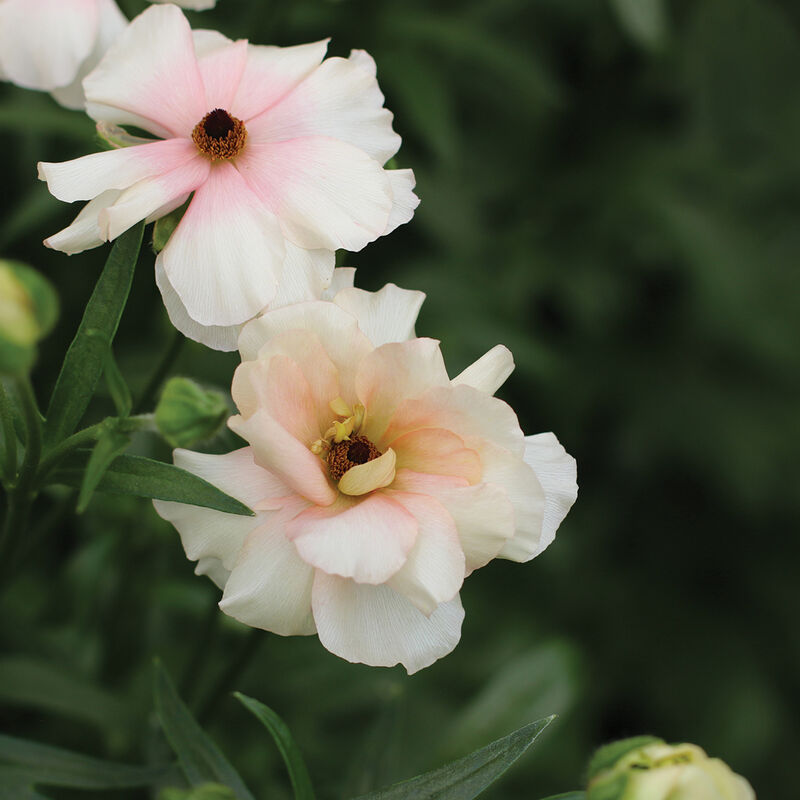 Butterfly&trade; Ariadne&reg; Ranunculus