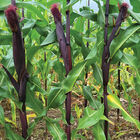 Indian Art Red Fire Dry Corn