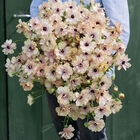 Butterfly&trade; Hestia&reg; Ranunculus