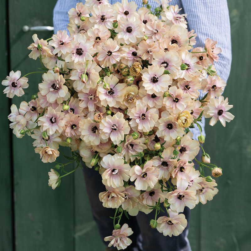 Butterfly&trade; Hestia&reg; Ranunculus