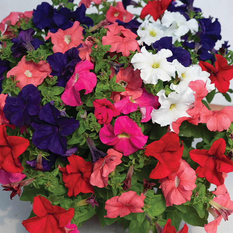 Dreams&trade; Mix Petunia