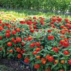 Double Zahara&trade; Fire Zinnias