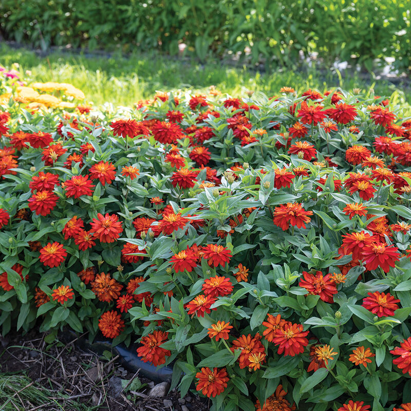 Double Zahara&trade; Fire Zinnias
