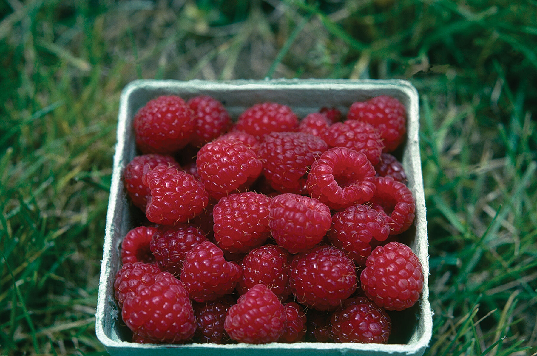 Nova Raspberry