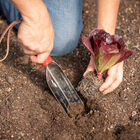 Trowel &ndash; Transplant Trowels and Diggers