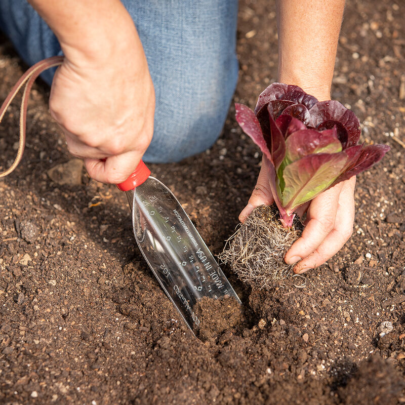 Trowel &ndash; Transplant Trowels and Diggers